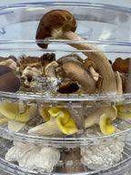 350 Watt Mushroom Dehydrator - Image 5