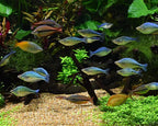 Seachem Matrix Bio Media and Purigen Organic Filtration Resin - Image 4